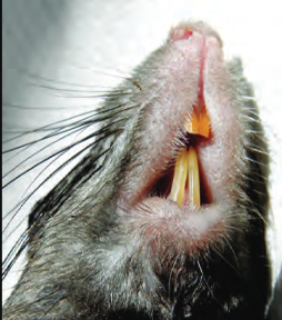 دندان‌های یک موش سیاه