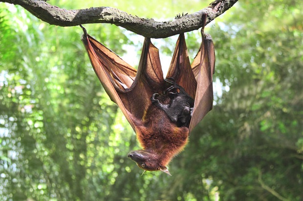 نوزاد خفاش که به مادر خود چسبیده است